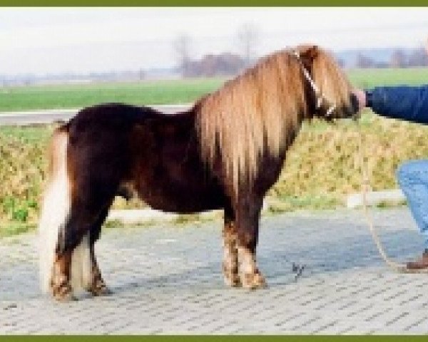 stallion light v.d. halve maan (Shetland pony (under 87 cm), 1996, from Fazal v.d. Rheehof)