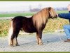 stallion light v.d. halve maan (Shetland pony (under 87 cm), 1996, from Fazal v.d. Rheehof)