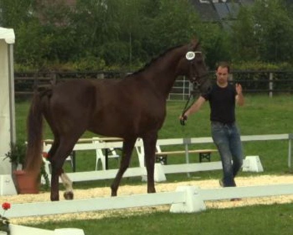 dressage horse De la Rose (Westphalian, 2011, from Diatano)