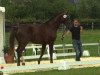 dressage horse De la Rose (Westphalian, 2011, from Diatano)