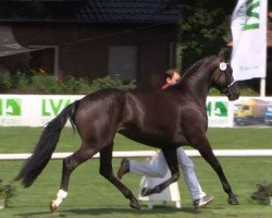 broodmare Deevoice (Westphalian, 2011, from Desperados FRH)