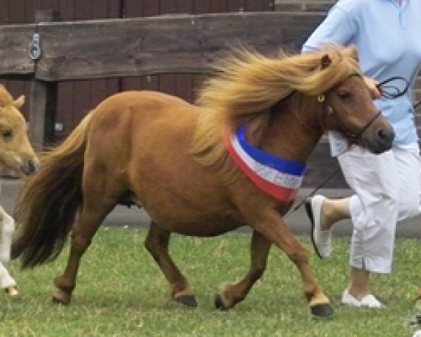 broodmare Kalouscha van Stal Fortuna (Shetland pony (under 87 cm), 1995, from Dreadnought-Dynamic van de Beemster)