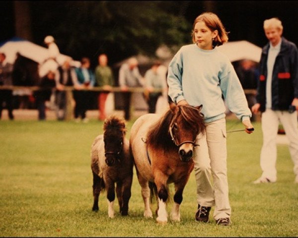 Zuchtstute Gee van Stal Green Grass (Shetland Pony (unter 87 cm), 1992, von Charmeur v.Spuitjesdom)