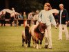 broodmare Gee van Stal Green Grass (Shetland pony (under 87 cm), 1992, from Charmeur v.Spuitjesdom)