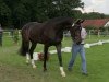 broodmare Carlotta (Westphalian, 2011, from Christ)