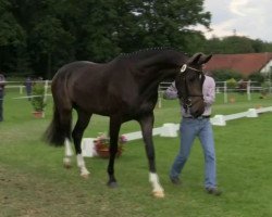 broodmare Carlotta (Westphalian, 2011, from Christ)