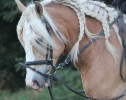 dressage horse Nicki (Haflinger, 2009, from Nicola)