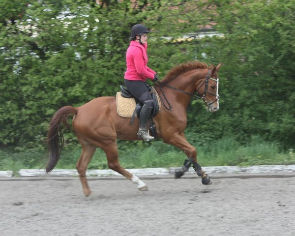 Springpferd Contador (Hannoveraner, 2009, von Comte)