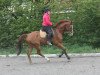 jumper Contador (Hanoverian, 2009, from Comte)