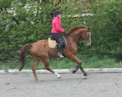 jumper Contador (Hanoverian, 2009, from Comte)