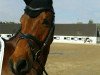 dressage horse Lauries Tanz (Hanoverian, 2008, from Lauries As)