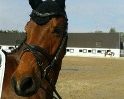 dressage horse Lauries Tanz (Hanoverian, 2008, from Lauries As)