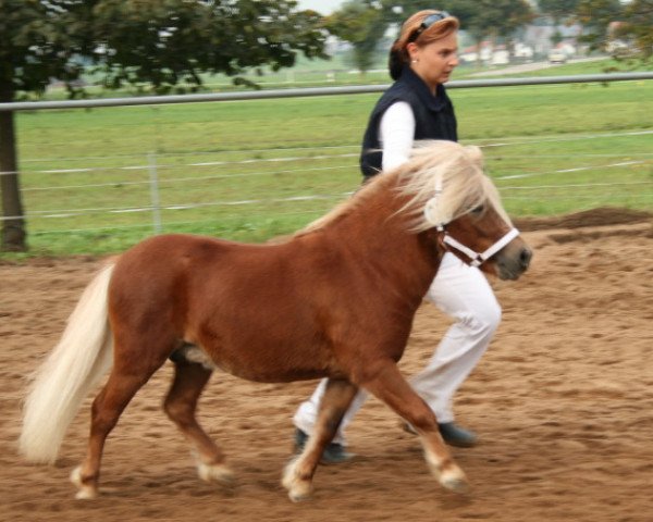 Pferd Krummh.Paul (Shetland Pony (unter 87 cm), 2006, von Parlington Power)