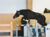 jumper Tic Tac Too (German Riding Pony, 2006, from Llanarth Mostyn Triton)