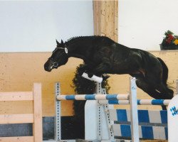 Springpferd Tic Tac Too (Deutsches Reitpony, 2006, von Llanarth Mostyn Triton)