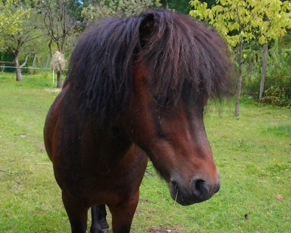 Springpferd Imperi (Shetland Pony, 2001, von Igor)