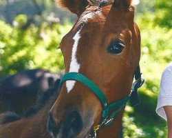 broodmare Ratzfatz (Bavarian, 2010, from Mighty Magic)