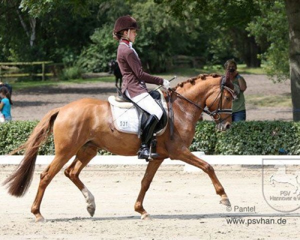 broodmare Die oder Keine (German Riding Pony, 2009, from FS Don't Worry)