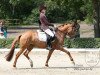 broodmare Die oder Keine (German Riding Pony, 2009, from FS Don't Worry)