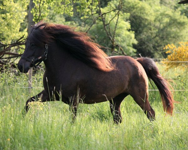 broodmare Kola vom Nordrachtal (Iceland Horse, 2008, from Kolfaxi frá Hafsteinsstöðum)