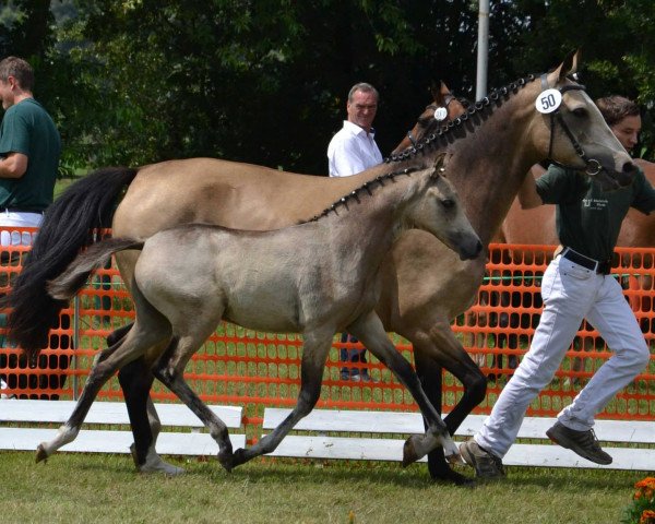 broodmare Marie 148 (German Riding Pony, 2014, from Miraculix)