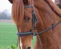 horse Gentleman 249 (Rhinelander, 2007, from Goethe)