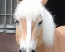 horse Maike (Haflinger, 1996, from Strumer)