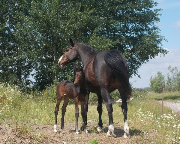 broodmare La Ramina (German Sport Horse, 2014, from Lapaz L)