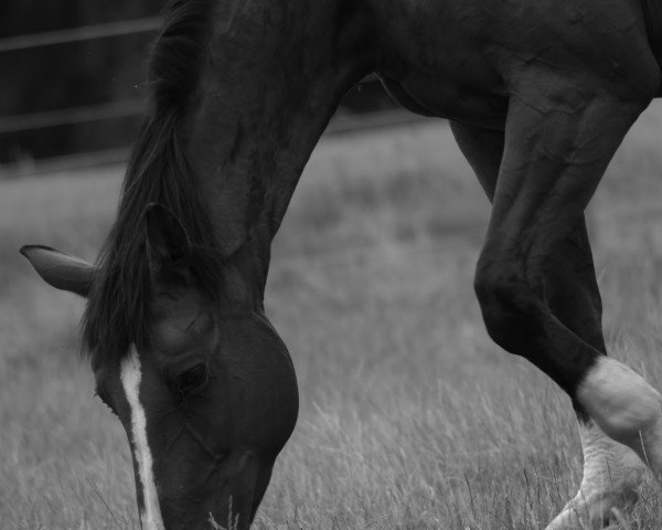 horse Iwinja (Bavarian, 1991, from Literat)