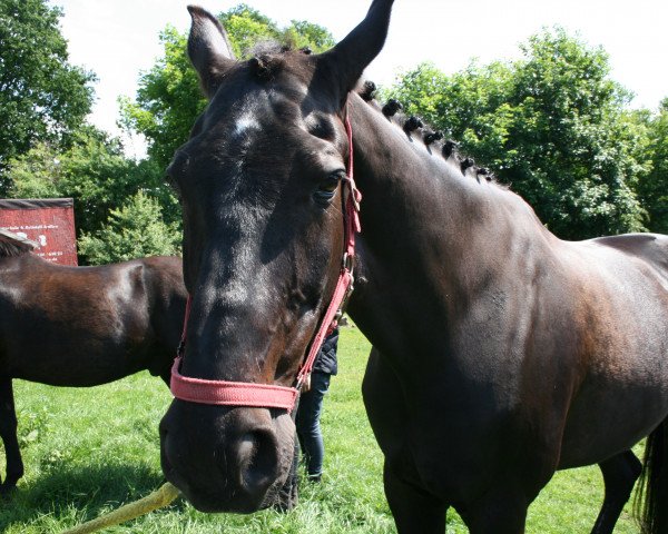 Zuchtstute Dukati (Deutsches Reitpony, 1995, von Durello)