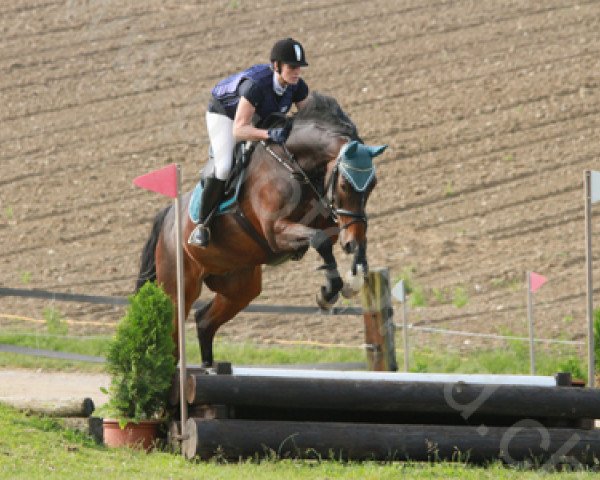 jumper Rubin Flying CH (Swiss Warmblood, 2002, from Raphael)