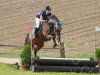 Springpferd Rubin Flying CH (Schweizer Warmblut, 2002, von Raphael)