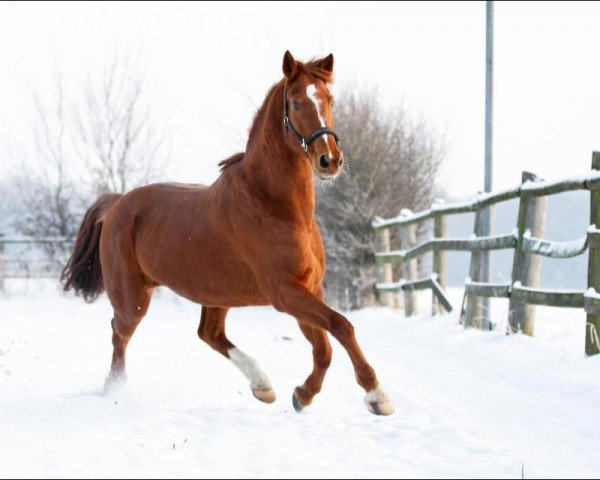 Pferd Franja (Hannoveraner, 2002, von Friedensfürst)