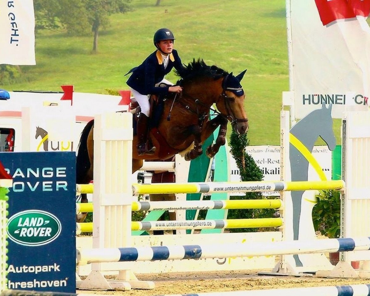 stallion Phadraigs Sullivan (New Forest Pony, 2008, from Sulaatik's Versace)