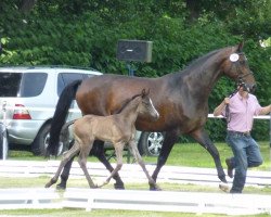 broodmare Dujardi (Hanoverian, 2004, from Depardieu 11)