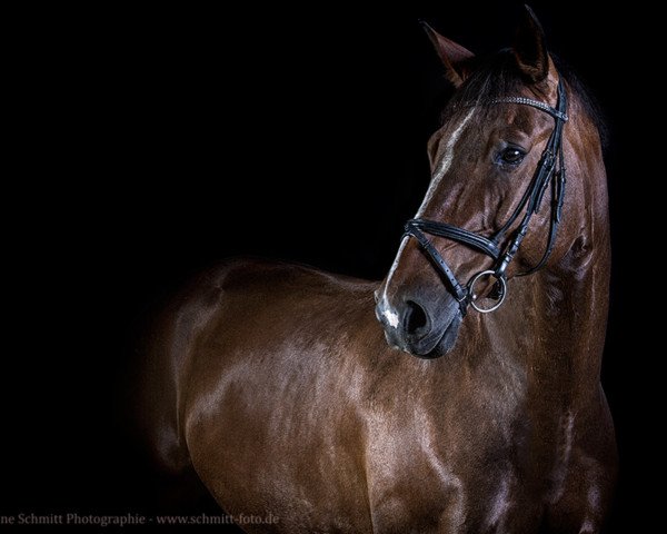 horse Dagles 3 (Brandenburg, 2000, from Drosselbart)