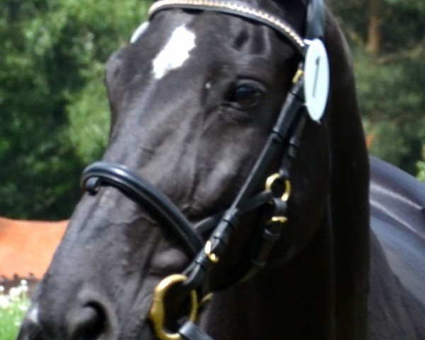 broodmare Fidelia 143 (Oldenburg, 1999, from Pik Labionics)