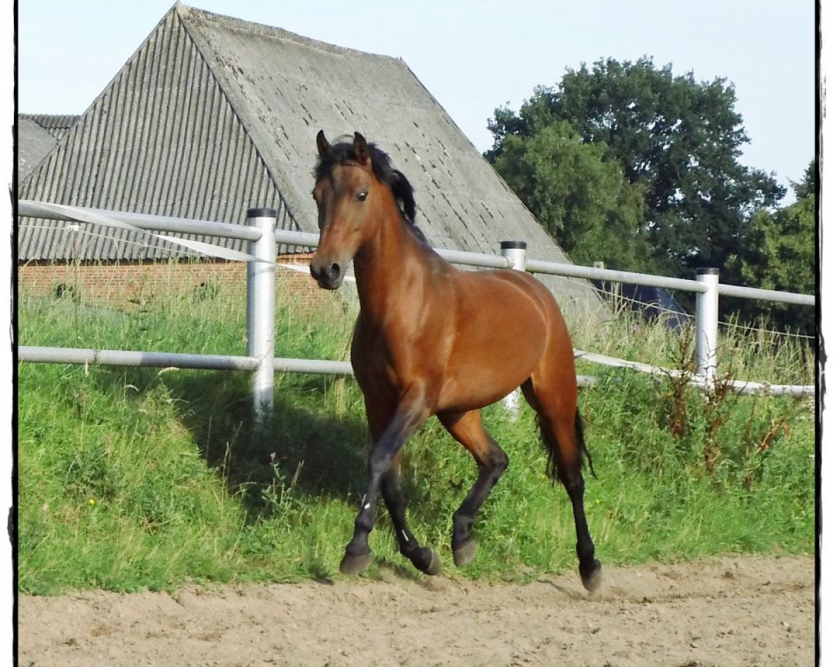 Dressurpferd Jaqueline (Deutsches Reitpony, 2002, von Wimbledon)