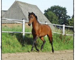 dressage horse Jaqueline (German Riding Pony, 2002, from Wimbledon)