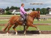 dressage horse Primeur Jk (Westphalian, 2007, from Peking)