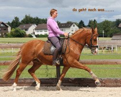 dressage horse Primeur Jk (Westphalian, 2007, from Peking)