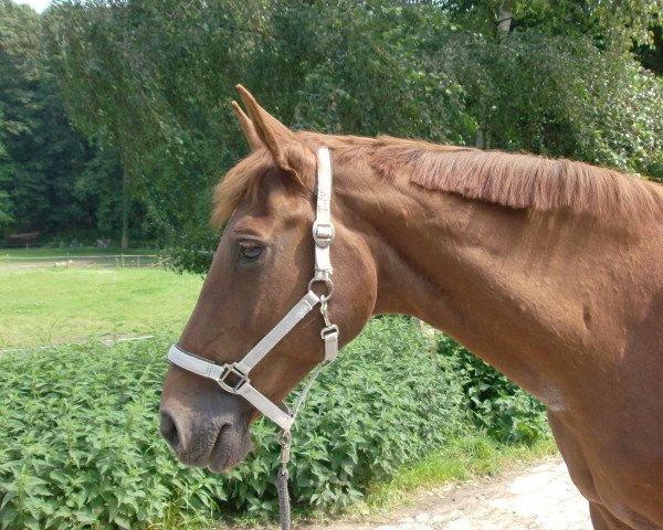 horse Gipsy-Queen 6 (Westphalian, 1987, from General II)