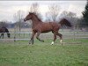 jumper Rienza D'Epfig (Selle Français, 2005, from Bel Espoir)