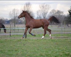 Springpferd Rienza D'Epfig (Selle Français, 2005, von Bel Espoir)