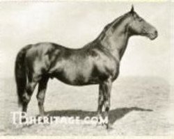 stallion Prunus xx (Thoroughbred, 1915, from Dark Ronald xx)