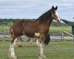 horse Navandale Isle of Skye (Clydesdale, 2020, from Ridgedale Hat Trick)