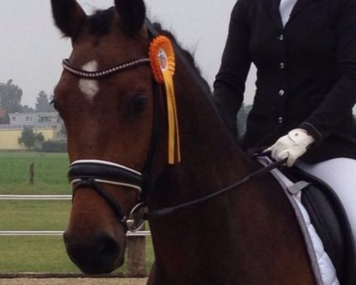 broodmare Florida Beach (Westphalian, 2010, from Flanagan)