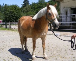 Zuchtstute Natascha Aldis (Haflinger, 1997, von Winco van de Steeg)