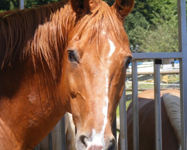 Pferd Fire Moon R (Westfale, 1995, von Feuerglanz)