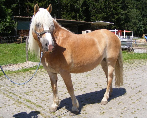 Zuchtstute Magnolia Afram (Haflinger, 2000, von Maestro)